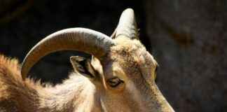 Ticker: Teilnehmer: VfB Stuttgart Gegen 1. FC Köln: So wird das Spiel VfB Stuttgart gegen Köln spannend Ticker: Teilnehmer: VfB Stuttgart Gegen 1. FC Köln: So wird das Spiel VfB Stuttgart gegen Köln spannend