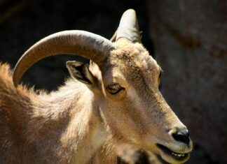 Ticker: Teilnehmer: VfB Stuttgart Gegen 1. FC Köln: So wird das Spiel VfB Stuttgart gegen Köln spannend Ticker: Teilnehmer: VfB Stuttgart Gegen 1. FC Köln: So wird das Spiel VfB Stuttgart gegen Köln spannend