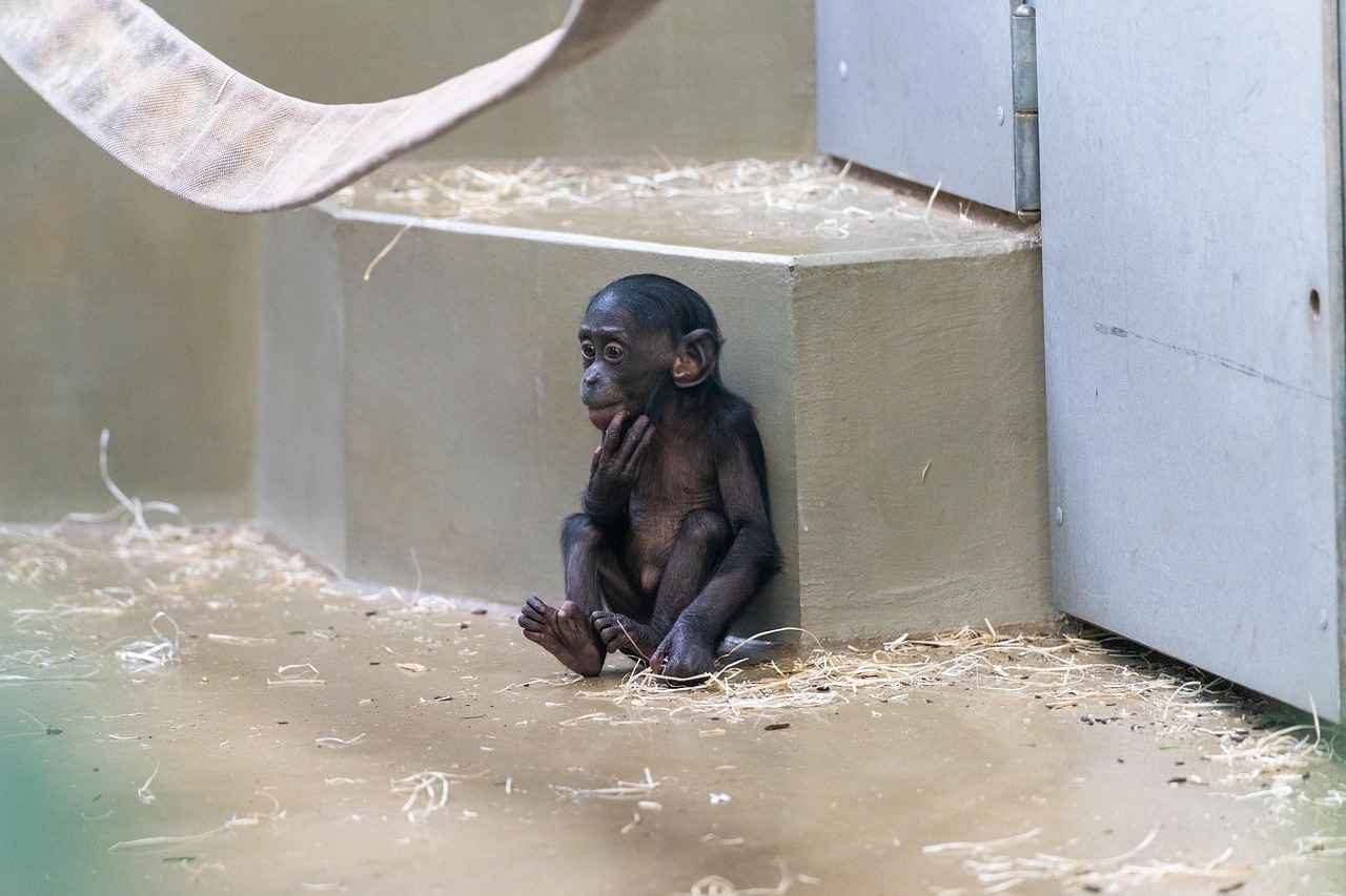 Die Aufstellung der Teams